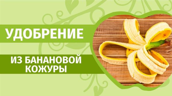 Эко-удобрения своими руками: из крапивы, банановой кожуры и дрожжей Эко-удобрения своими руками: из крапивы, банановой кожуры и дрожжей