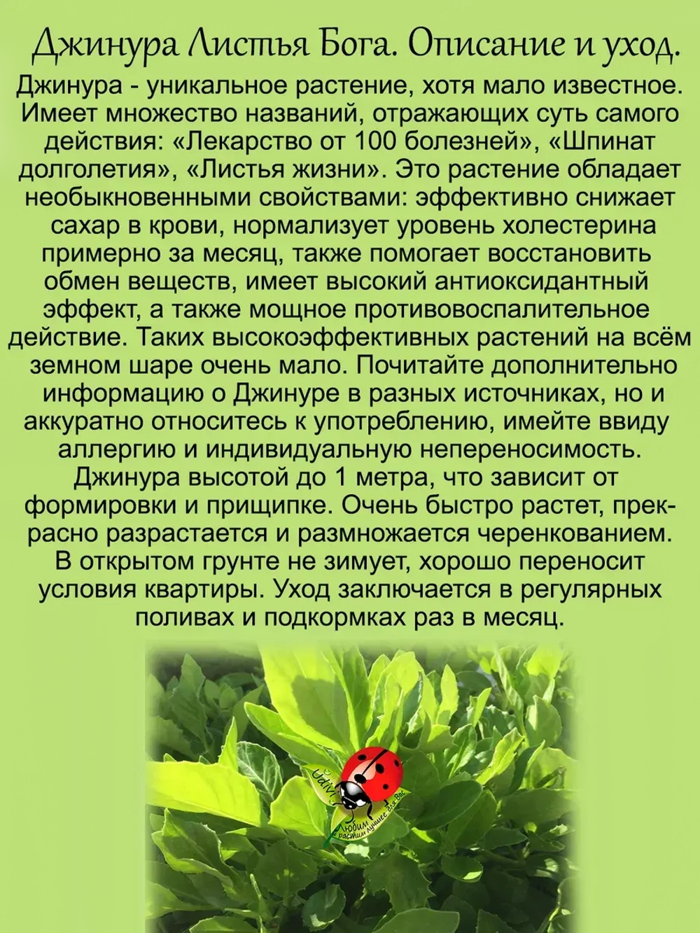 Джинура Листья Бога Лекарство от 100 болезней
