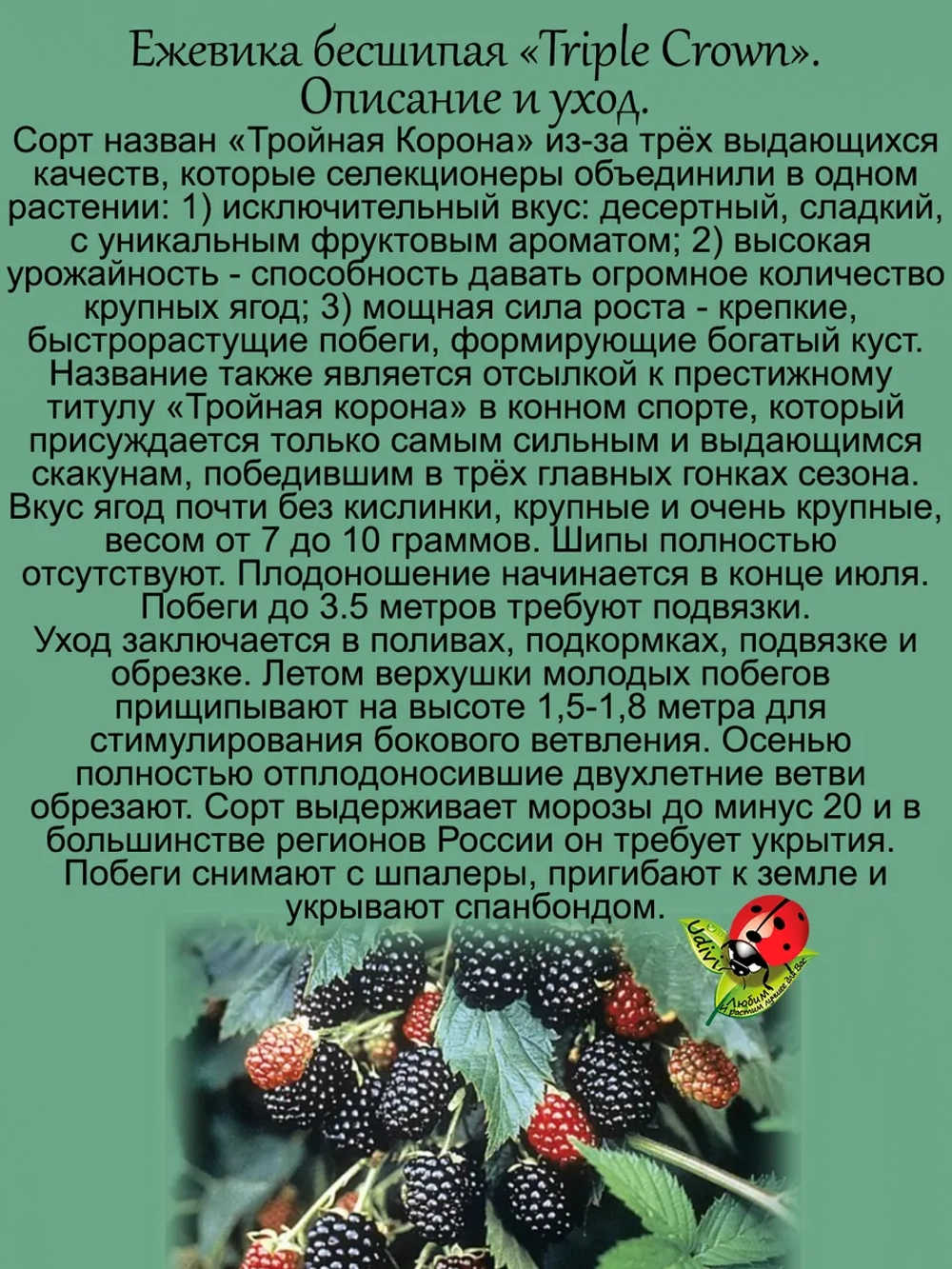 Ежевика Тройная Корона бесшипая