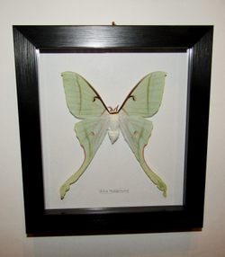 Бабочка Actias rhodopneuma cамка в рамке