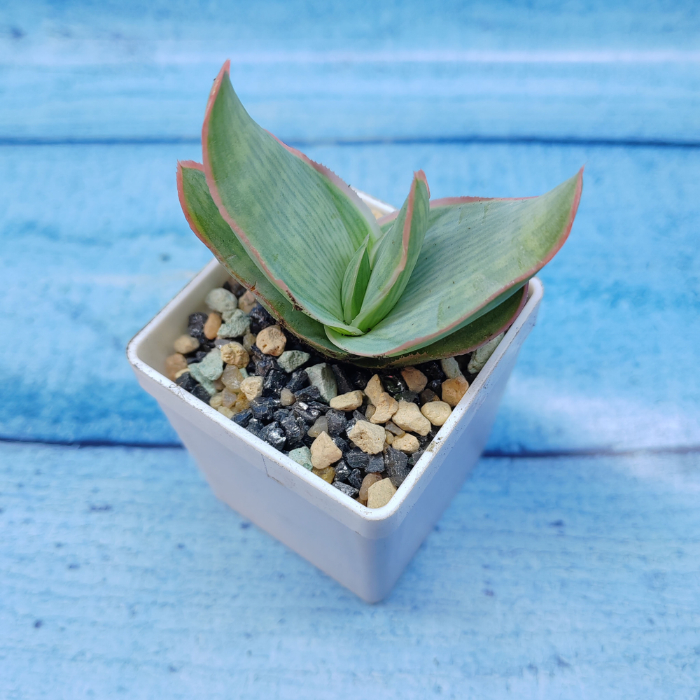 Aloe Striata (Алоэ)