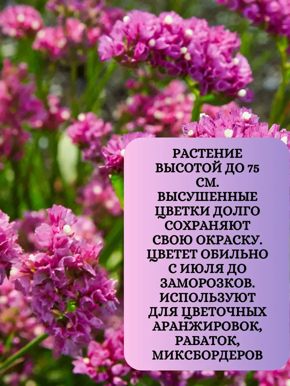 Семена Статица Суприм розовая 1 грамм