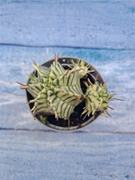 Euphorbia meloformis f. Variegated (Эуфорбия вариегатная)