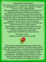 Флокс шиловидный Сиреневое облако Лилак Клауд