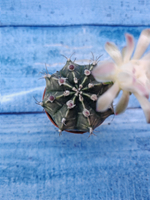Gymnocalycium Friedrichii (Гимнокалициум)