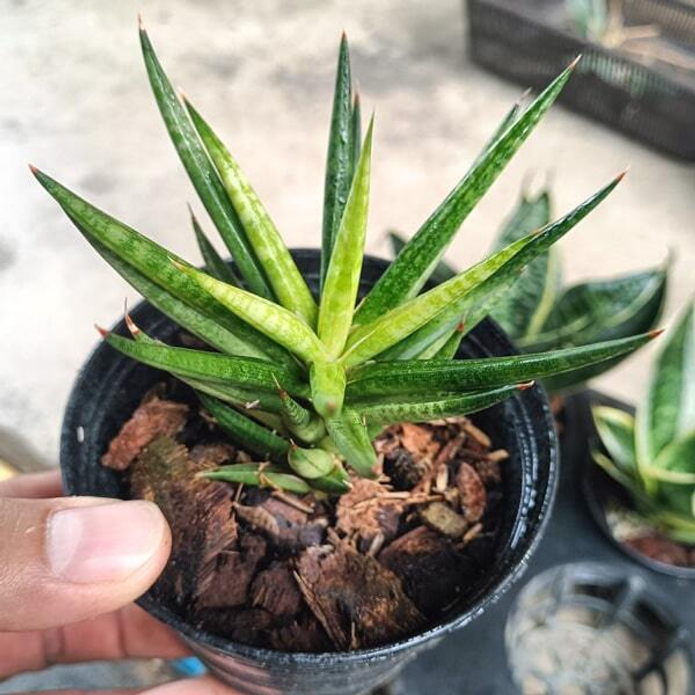 Сансевиерия FRANCISII