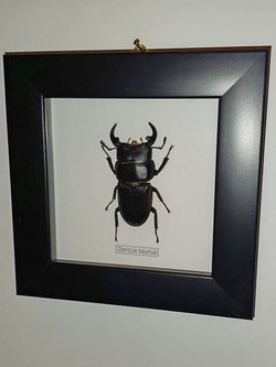 Жук Рогач Dorcus taurus в рамке