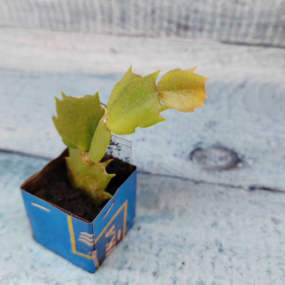 Schlumbergera Rosa Brazil (Декабрист)
