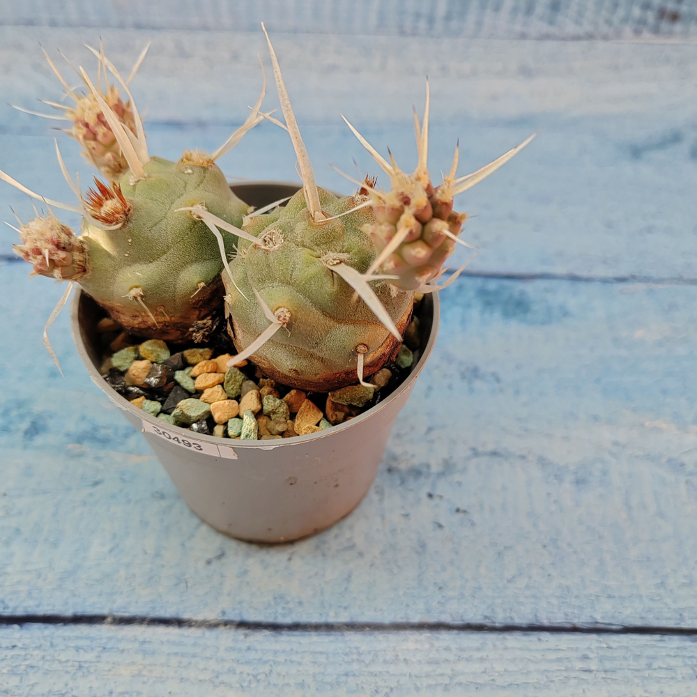 Tephrocactus Articulatus Papyracanthus (Тефрокактус)