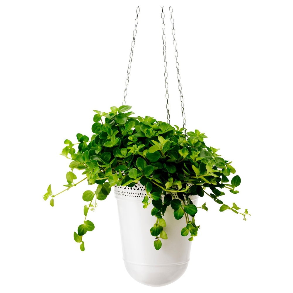 IKEA HIMALAYAMIX  (ИКЕА ХИМАЛАИАМИКС)  -  Растение в горшке - разные виды с листьями 12 см