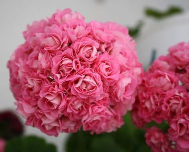 3012 Пеларгония Swanland Pink (Australien Rosebud) (Весна 2026)