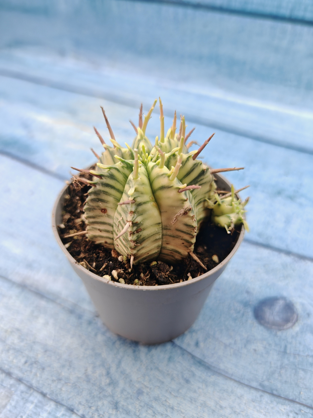 Euphorbia meloformis f. Variegated (Эуфорбия вариегатная)