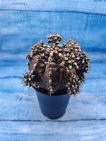 Gymnocalycium T-Rex Pink hybrid (Гимнокалициум T-rex)
