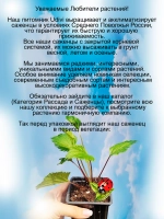 Колокольчик Розовый Осьминог Пинк Октопус