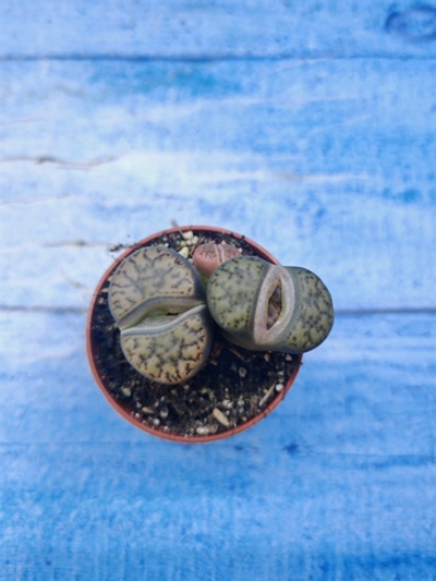Lithops sp. (Литопсы)