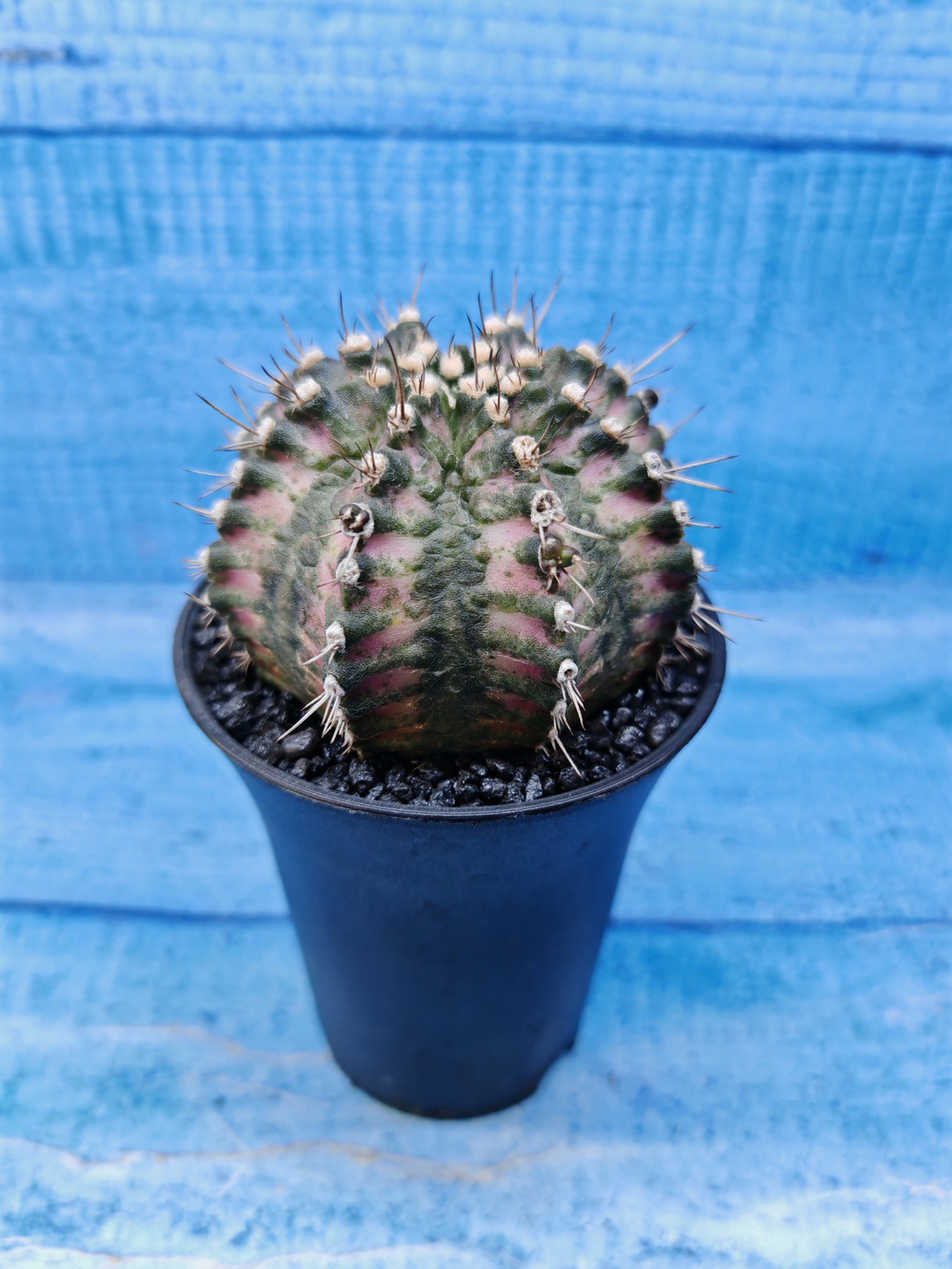 Gymnocalycium T-Rex Pink hybride (Гимнокалициум T-rex)