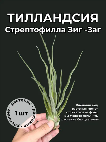 Тилландсия Стрептофилла Зиг-заг (Tillandisa sptreptophylla zig-zag) атмосферное растение