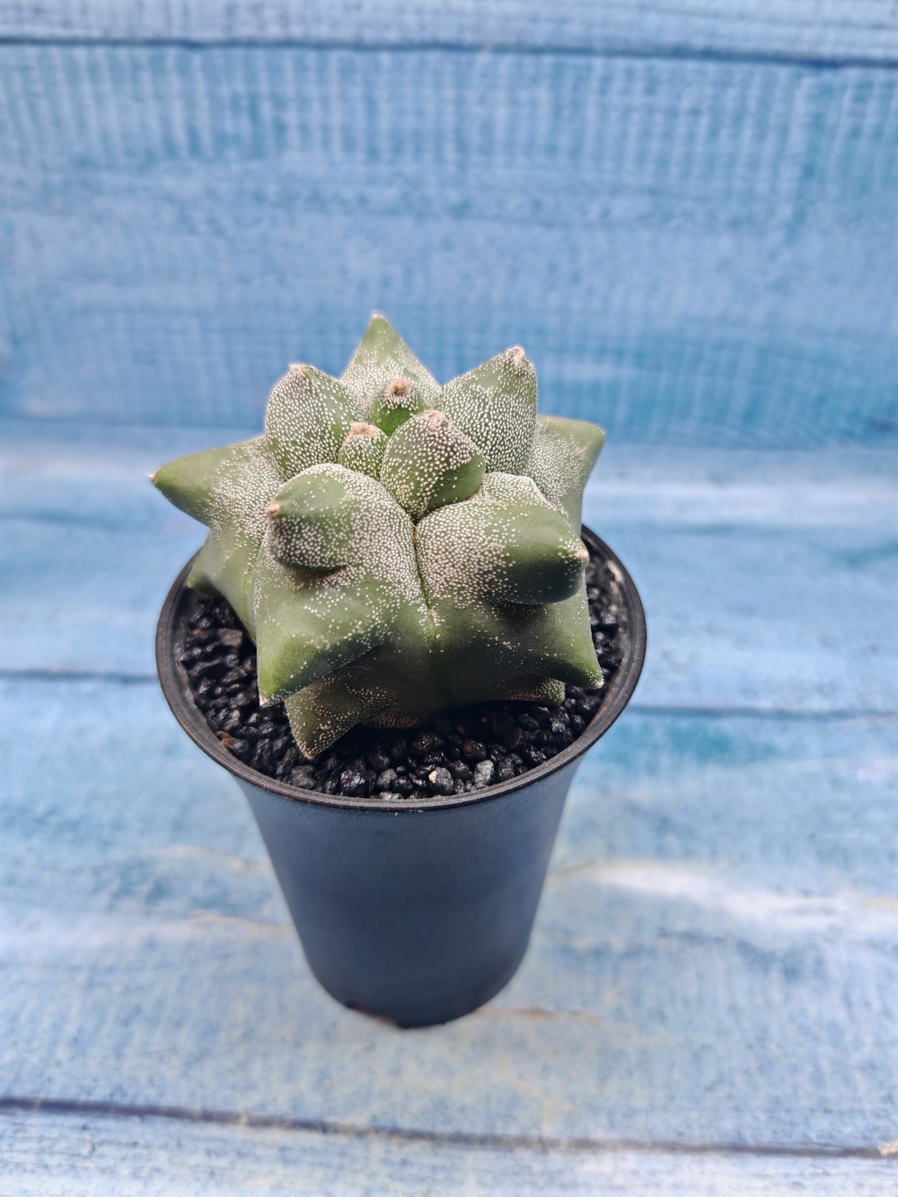 Astrophytum Myriostigma monstrosa (Астрофитум)