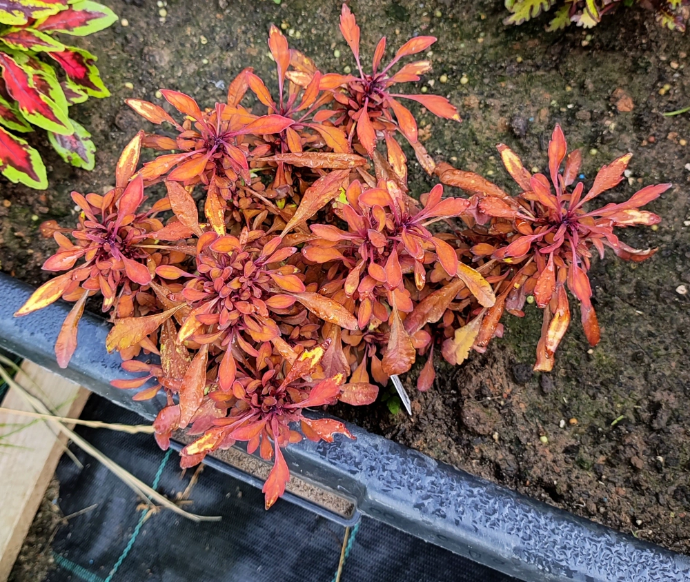 Sea Urchin Copper колеус