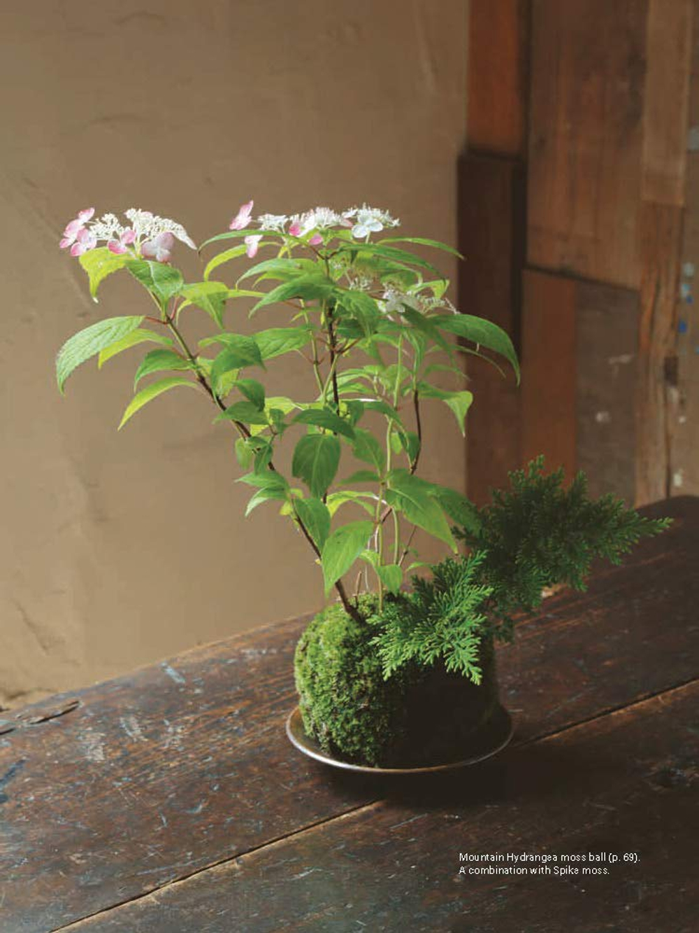 Moss Ball Bonsai: 100 Simple Kokedama Gardens That Are Easy and Fun to Make