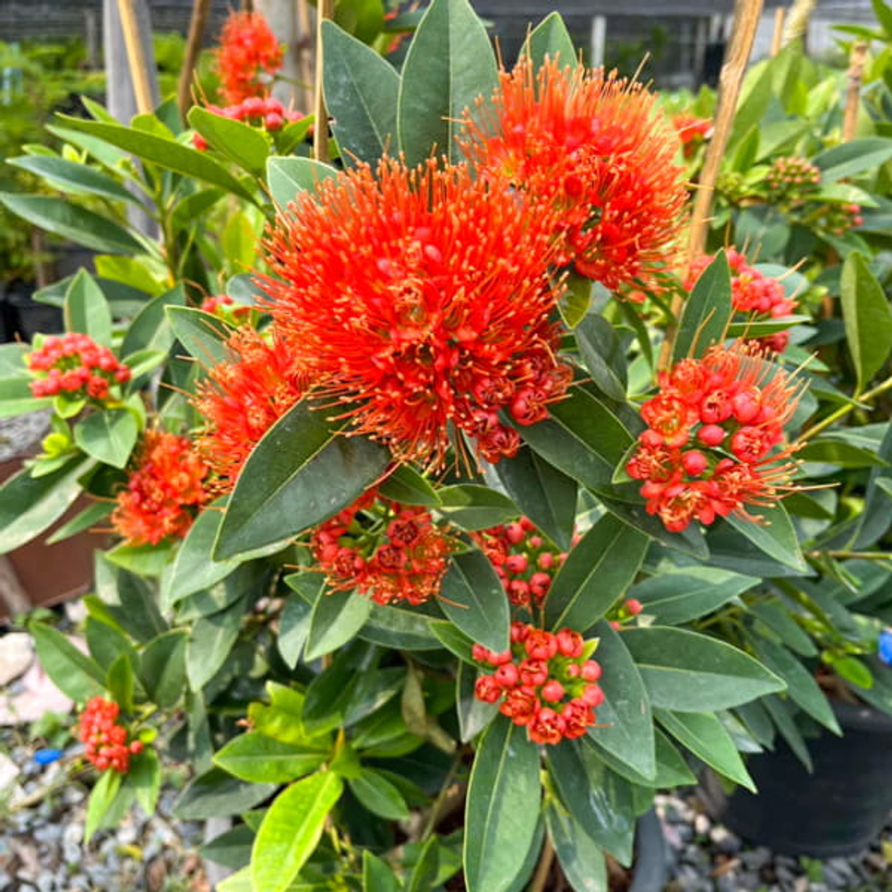 Ксантостемон оранжевый – Xanthostemon orange