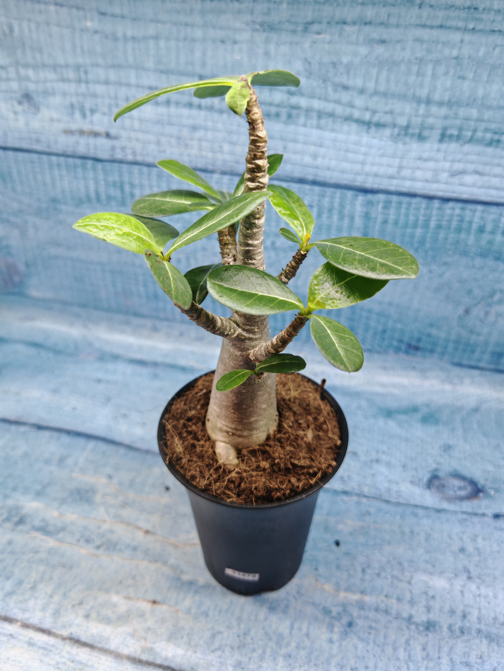 Adenium Baobab (Адениум)
