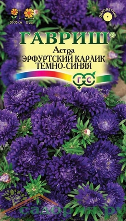 Астра Эрфуртский карлик Темно-синяя 0,3гр (Гш)