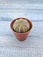 Euphoria Obesa (Эуфорбия)
