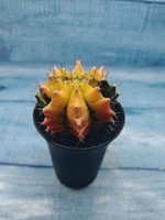 Gymnocalycium Variegata (Гимнокалициум Вариегатный)