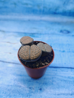 Lithops sp. (Литопсы)