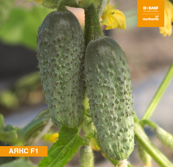 Аякс F1 семена огурца пчелоопыляемого (Nunhems / ALEXAGRO) культура – фото 3