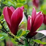 Магнолия "Liliflora Nigra"