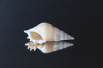 Ракушка тибия деликатула (Rostellariella delicatula)