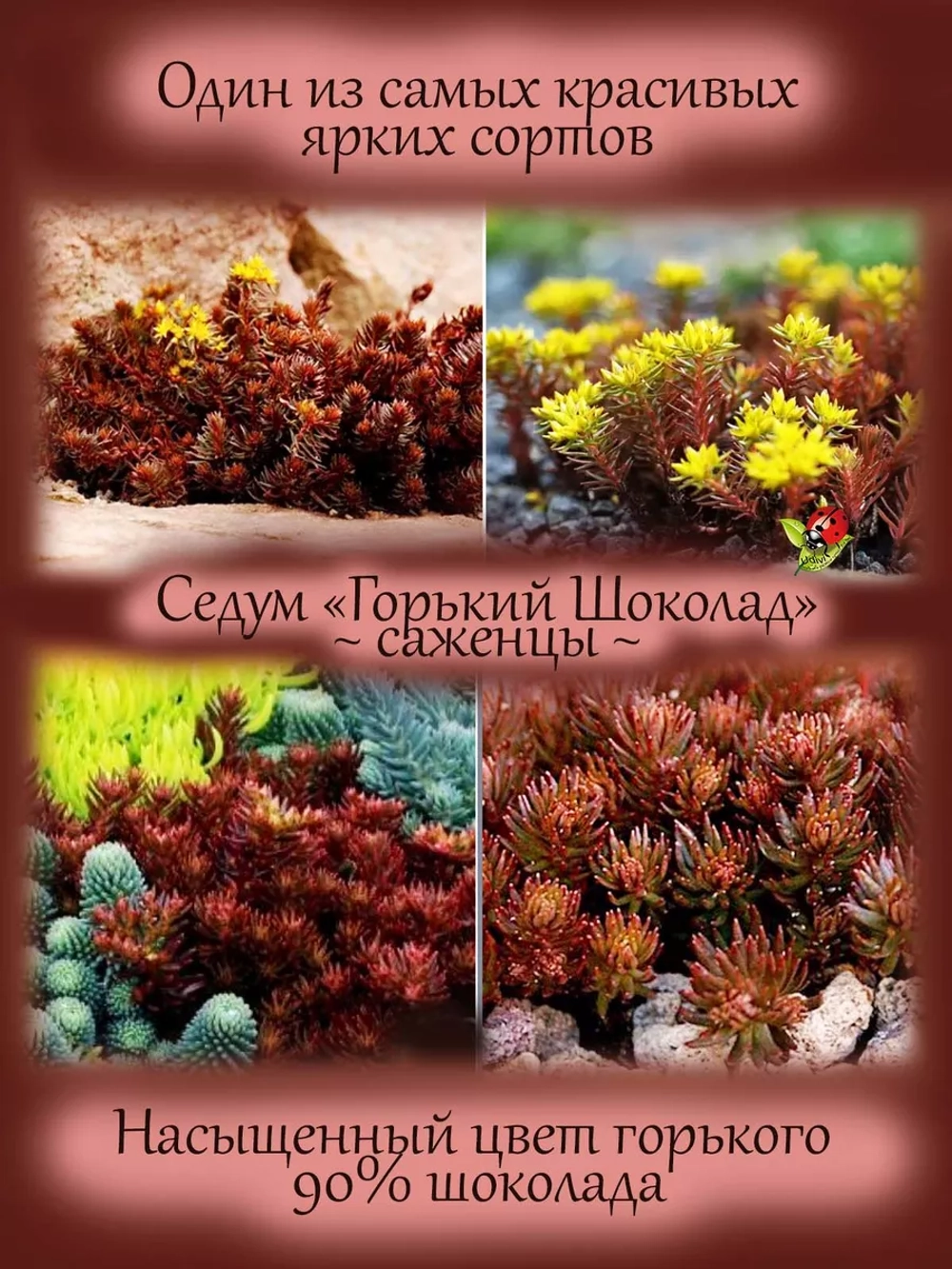 Седум Горький Шоколад очиток многолетний
