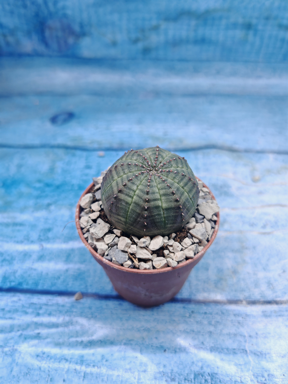 Euphoria Obesa (Эуфорбия)