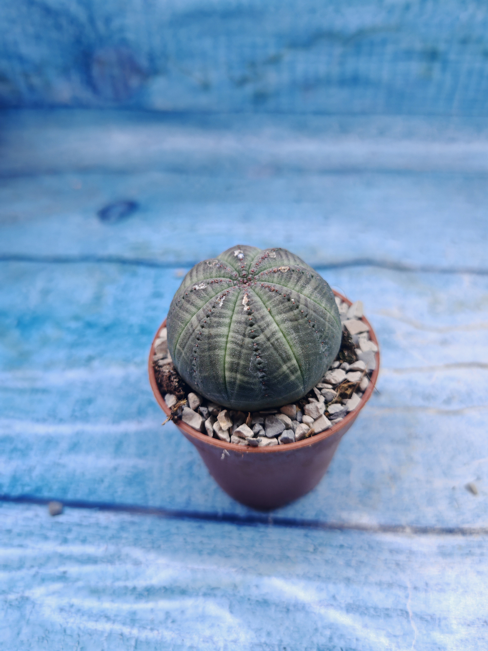 Euphoria Obesa (Эуфорбия)