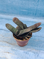 Gasteria Batesiana (Гастерия)