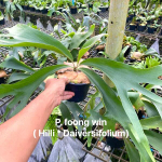 Платицериум P.DIVERSIFOLIUM