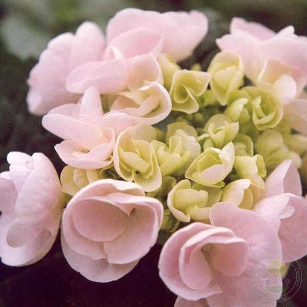 Ховария Хобелла «Hovaria Hobella» р9 2027 г.