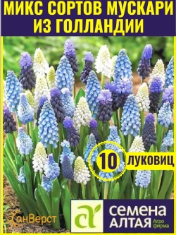 Мускари многолетние луковицы для посадки Микс цветов