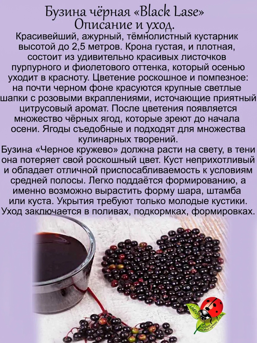Бузина черная Блек Лейс Черное кружево