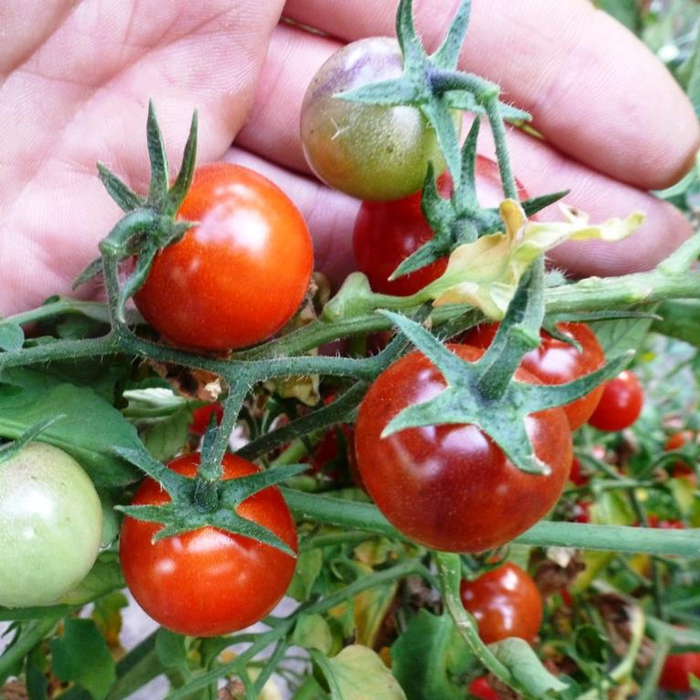 Помидоры - Bing Cherry - Черешня Дикая