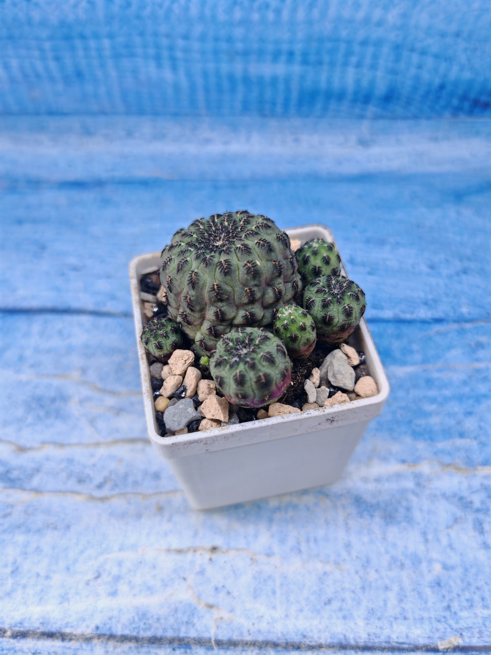 Sulcorebutia Rauschii (Сулькоребуция)