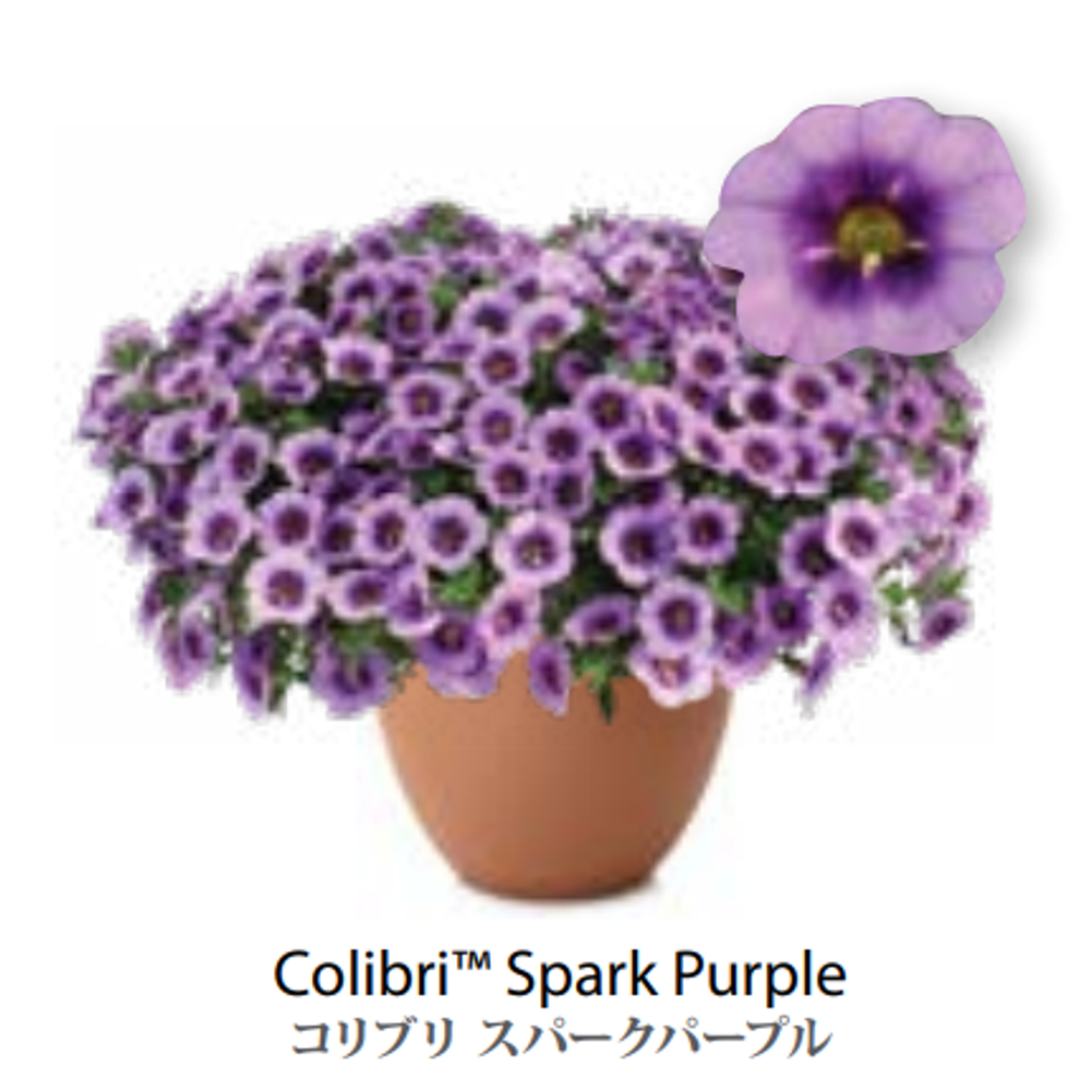 ЕВРО неукор Калибрахоа COLIBRI Spark Purple НЕукоренный черенок (срезы) НОЯБРЬ поставка 3