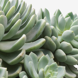 IKEA SUCCULENT  (ИКЕА СУССУЛЕНТ)  -  Комнатное растение в горшке - разные расцветки 15 см