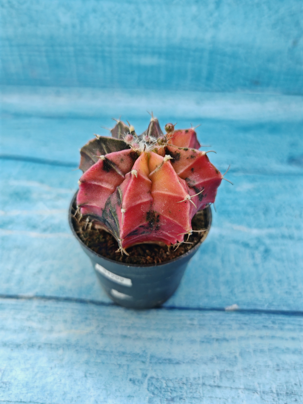 Gymnocalycium Variegata (Гимнокалициум Вариегатный)