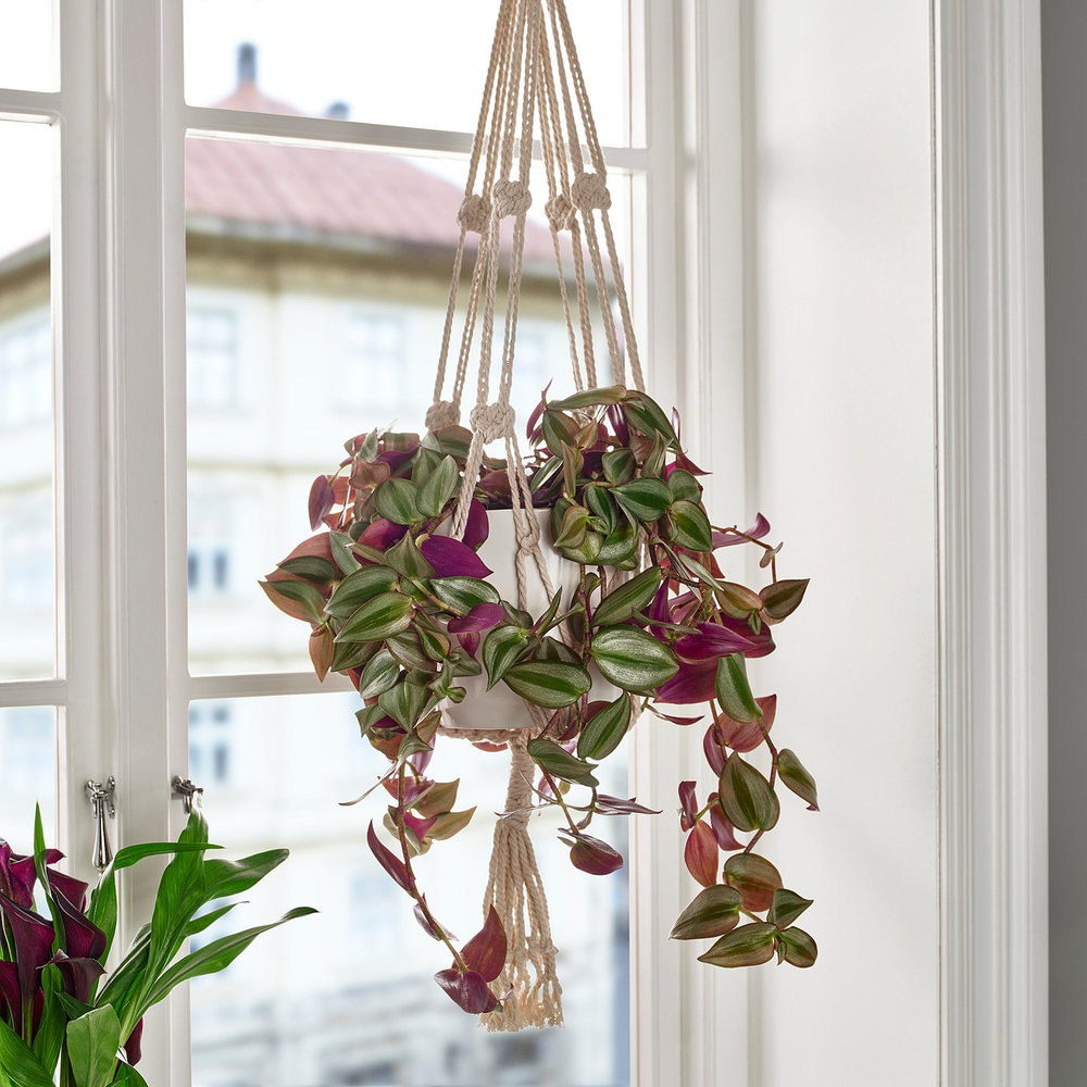 IKEA TRADESCANTIA  (ИКЕА ТРАДЕССАНТИА)  -  Растение подвесное - традесканция разные 17 см