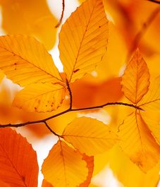Supreme Amber, наполнитель для диффузора, Culti Milano