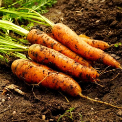Морковь Скороспелка Маленькие Пальчики - Early Little Fingers Carrot