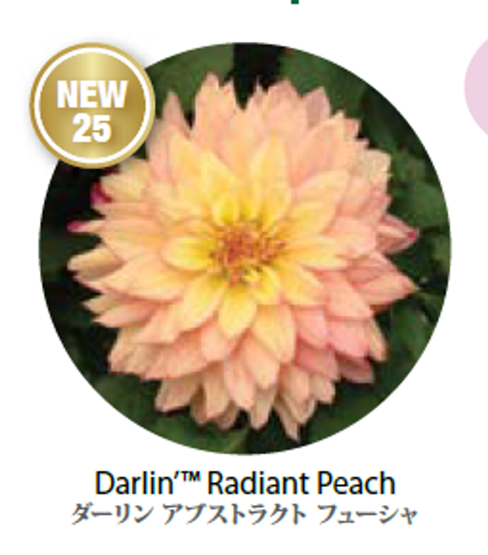 ЕВРО Георгина Darlin Radiant Peach укорененный ЕВРО черенок НАЧАЛО ЯНВАРЯ поставка 5
